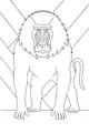 Bright Stripes and Baboon Stares