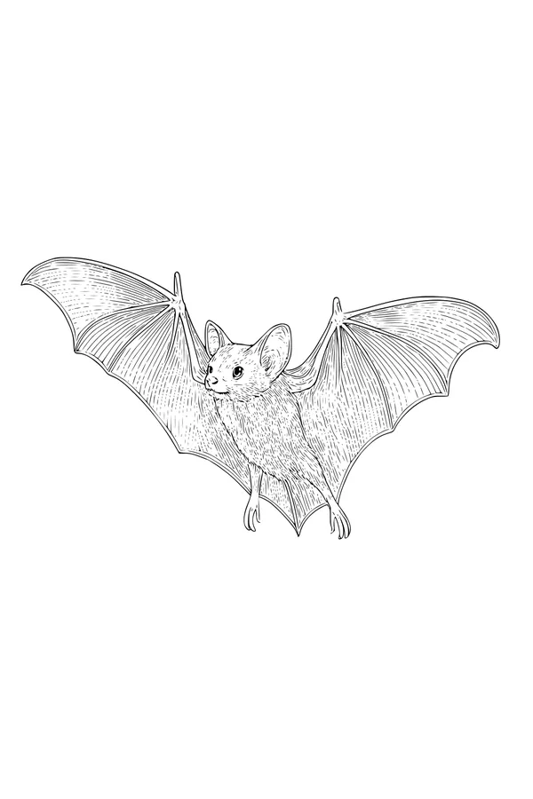 Little Bat Takes a Nighttime Glide