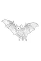 Little Bat Takes a Nighttime Glide