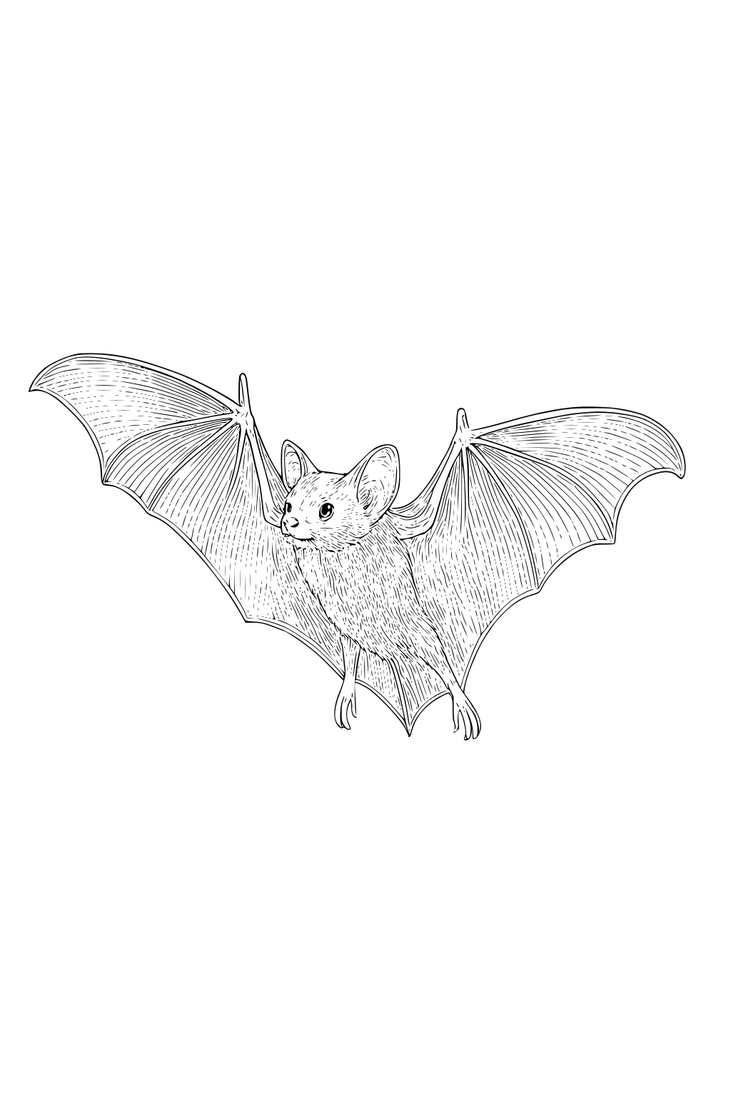Bat with large ears flying with wings open, showing detail in fur and wing membranes, blank background.