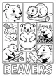 Busy Beavers at Work and Play