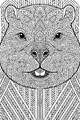 Sir Whiskers and His Brilliant Patterns