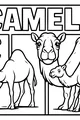 Sunny Day With Humpback Camels