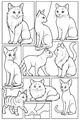 Nine Whiskers in a Window Frame