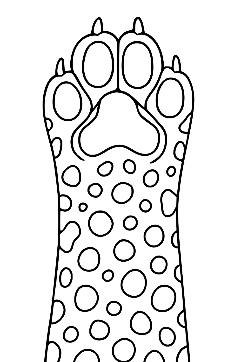 Cheetah paw with four large toes, claws, and many round spots going up the paw.