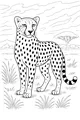 Spotty Cheetah in the Tall Savannah Grass