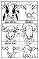Faces of Four Friendly Cows
