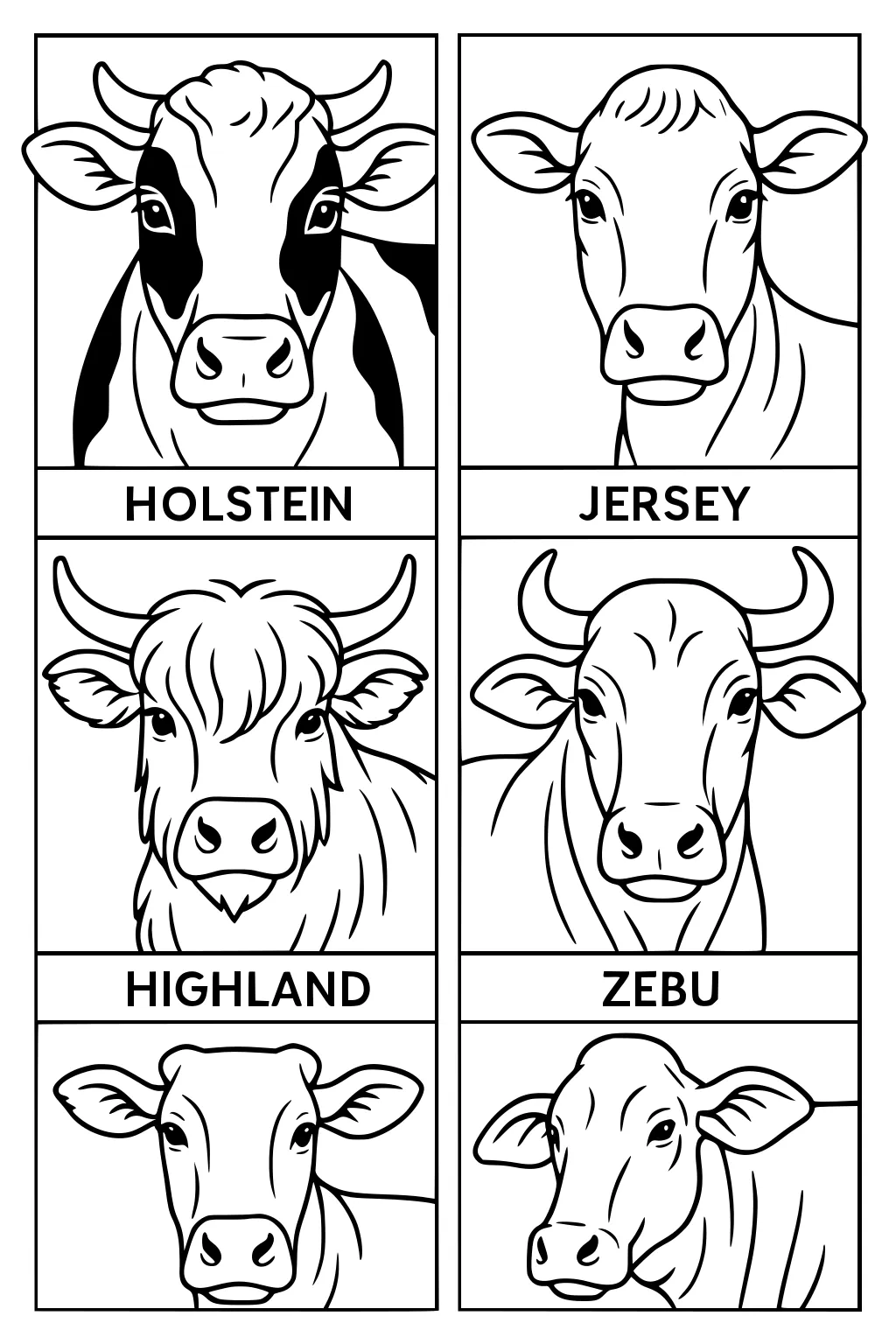 Four cow breed faces in individual boxes: Holstein, Jersey, Highland, and Zebu, with labeled names under each face.