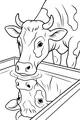 Thirsty Cow at the Water Trough