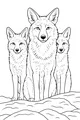 Coyote Family on Rocky Ground