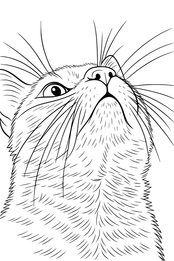 Milo the Whiskered Explorer