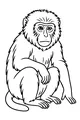 Monkey Buddy Sits in the Sun