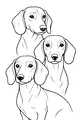 Three Waggy Dachshund Buddies Together