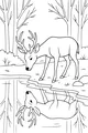 Gentle Buck by the Still Pond