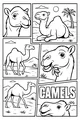 Silly Camel Faces in the Sunny Desert