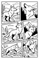 Desert Days With a Playful Coyote