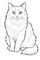 Whiskers the Fluffy Cat Sits Tall