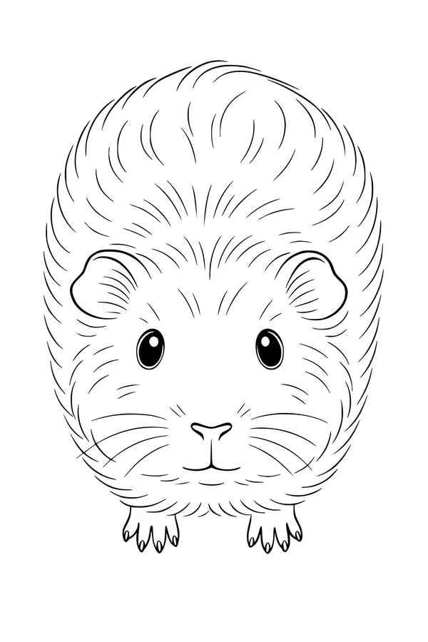 Fluffy Pom-Pom the Guinea Pig