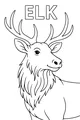 Big Antlers, Friendly Eyes: Elk Portrait