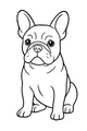 Frankie the French Bulldog Sits and Listens
