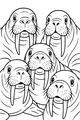 Five Silly Walrus Faces Gathering Close