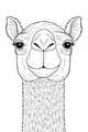 The Camel with the Friendly Smile