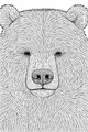 The Gentle Bear with Fluffy Ears