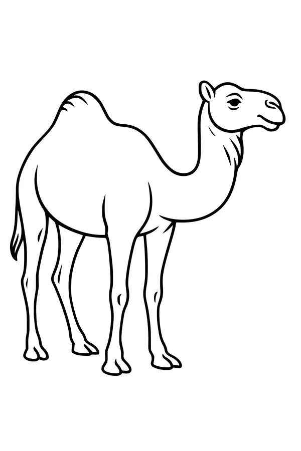 Sunny Day with a One-Hump Camel