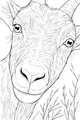 Goat With a Silly Sideways Smile