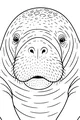 Big Nose Manatee Smiles at You