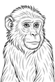 Monkey with Fluffy Fur and Bright Eyes