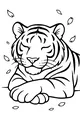Naptime in the Tiger’s Meadow