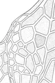 Patchwork Patterns on Giraffe Neck