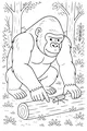 Gorilla Meets a Forest Beetle