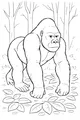 Giant Gorilla Among the Tall Trees