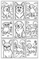 Nine Happy Pups Out and About