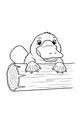 Platypus Peek Over the Log