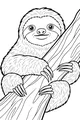Sunny Day Hangout With a Fluffy Sloth