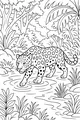Jaguar Steps Through the Rainforest Stream