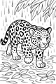 Jaguar Steps Through Rainy Jungle Puddles