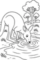 Thirsty Kangaroo At The Shady Pond