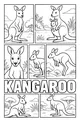 Bouncy Friends in the Sunny Outback