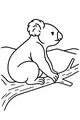 Koala on a Wiggly Tree Branch