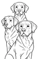 The Trio of Watchful Pups