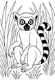 Lemur with Wide Curious Eyes