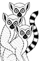 Lemur Trio in the Morning Sun