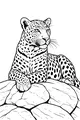 Leopard Lounging on Sunny Rocks