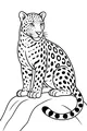 Leopard King of the Sunny Rocks