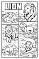 King of the Grasslands: Lion Moments