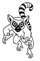Stripe-Tailed Lemur Looks Right at You